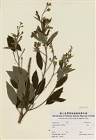 藏品(樹豆(木豆))的圖片